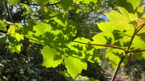 Spring sycamore leaves blowing in wind Stock Footage 153865354