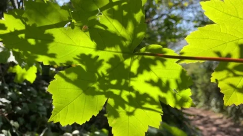 Spring sycamore leaves blowing in wind Stock Footage 153865362