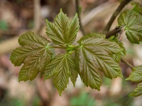 Spring sycamore leaves Stock Photos