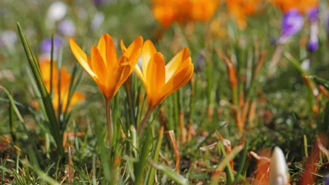 Spring symbol, Crocus flowers blooming in the spring Stock Footage 130705234