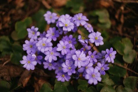 Spring Symphony: First Violet Blossoms Foto stock