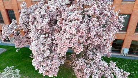 Spring - Syracuse, NY Foto stock