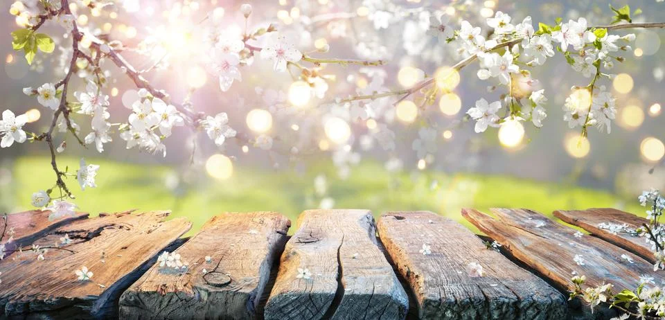 Spring Table - Cherry Flowers On Branches Stock Photos