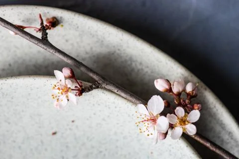 Spring table setting with blooming tree branch Stock Photos