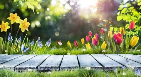 Spring Table With Tulips And Daffodils In Green Defocused Garden Stock Photos