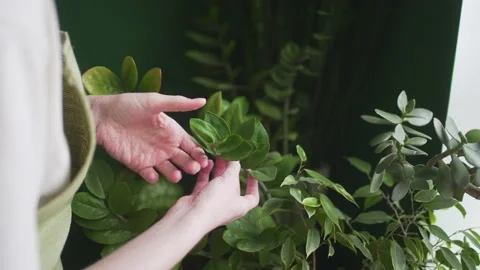 Spring. Taking care of plants. Love for nature and the environment. Florist Stock Footage 172024853