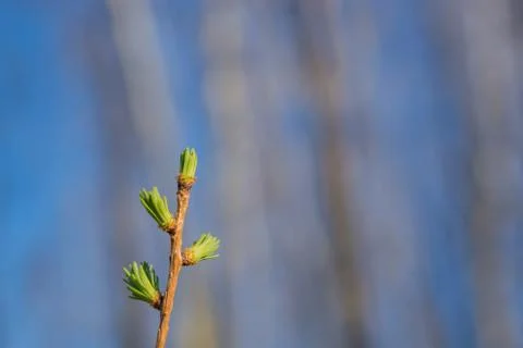 Spring Tamarack Needle Shoots Stock Photos