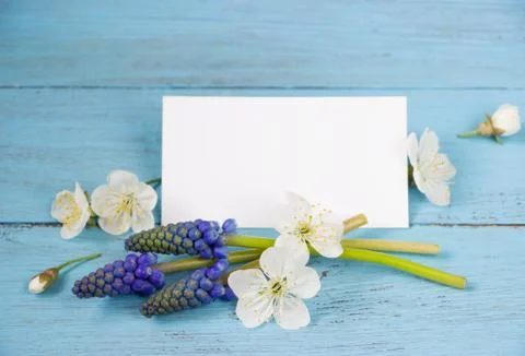 Spring template-spring flowers and empty card, blue wooden board.Creative lay Stock Photos