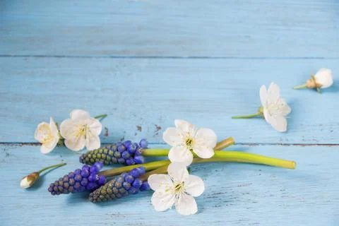 Spring template-spring flowers and empty card, blue wooden board.Creative lay Stock Photos