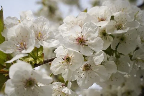 Spring tender cherry tree blossom Stock Photos