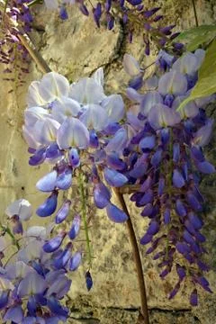 Spring tender light purple clusters of wisteria on the background of an old s Stock Photos