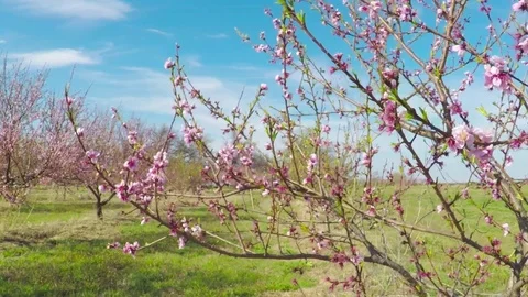 Spring in Texas. Beautiful pink blossoming peach trees on a windy day. Stock-Footage 73796991