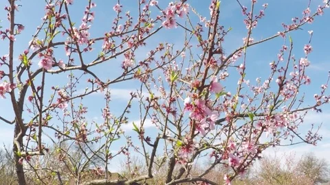 Spring in Texas. Beautiful pink blossoming peach trees on a windy day. Stock-Footage 73797042
