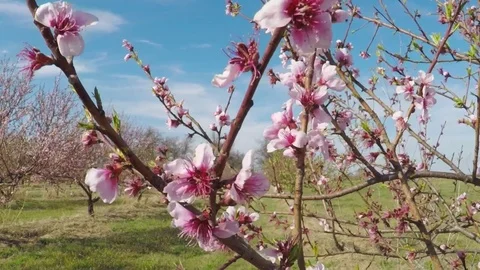 Spring in Texas. Beautiful pink blossoming peach trees on a windy day. Video stock 73797055