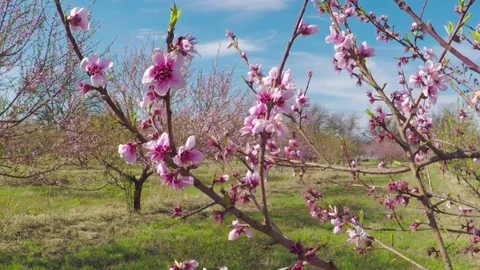 Spring in Texas. Beautiful pink blossoming peach trees on a windy day. Stock Footage 73797152