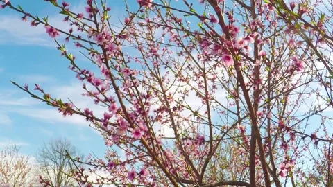 Spring in Texas. Beautiful pink blossoming peach trees on a windy day. Stock Footage 73797362