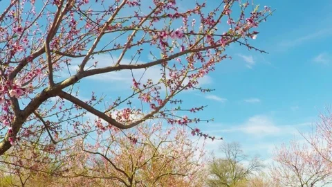 Spring in Texas. Beautiful pink blossoming peach trees on a windy day. Stock Footage 73797492