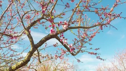 Spring in Texas. Beautiful pink blossoming peach trees on a windy day. Stock-Footage 73797547