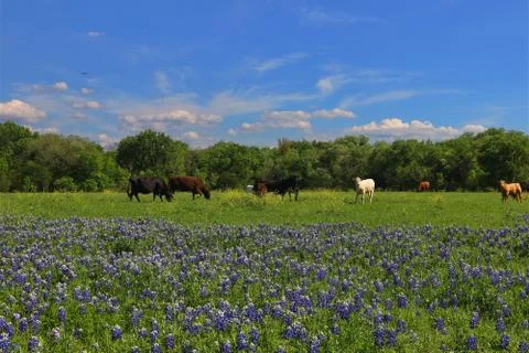 Spring in Texas Stock Photos