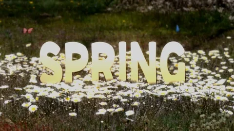 SPRING TEXT Catálogo de After Effects