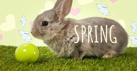 Spring text with Easter rabbit with egg in front of pattern Stock Photos
