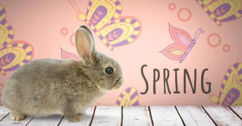 Spring text with Easter rabbit in front of pattern Foto stock