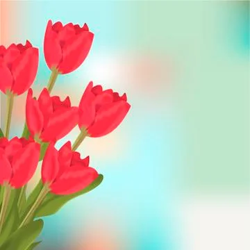 Spring text with red tulips flower bouquet Stock-Illustration