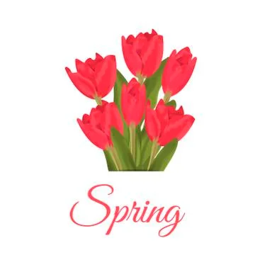 Spring text with red tulips flower bouquet Stock Illustration