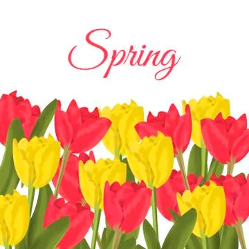 Spring text with red tulips flower bouquet Stock Illustration