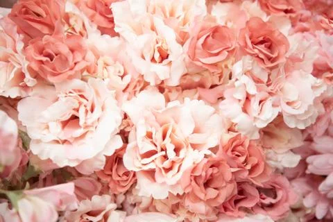 Spring texture tender pink artificial flowers close-up Stock Photos