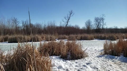 Spring Thaw in Assiniboine Forest: Melting Snow and Aspen Trees Stock Footage 328439199