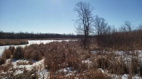 Spring Thaw in Assiniboine Forest: Melting Snow and Aspen Trees Stock Footage 328439200