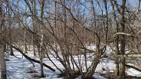 Spring Thaw in Assiniboine Forest: Melting Snow and Aspen Trees Stock Footage 328439201