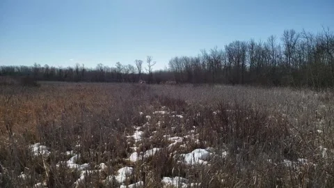 Spring Thaw in Assiniboine Forest: Melting Snow and Aspen Trees Stock Footage 328439213