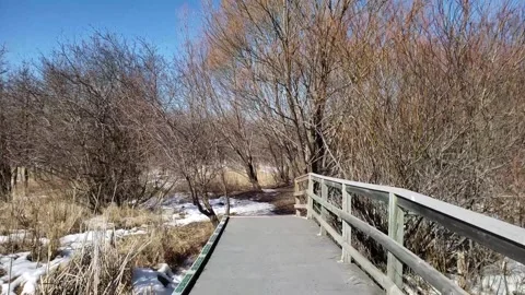 Spring Thaw in Assiniboine Forest: Melting Snow and Aspen Trees Stock Footage 328439216