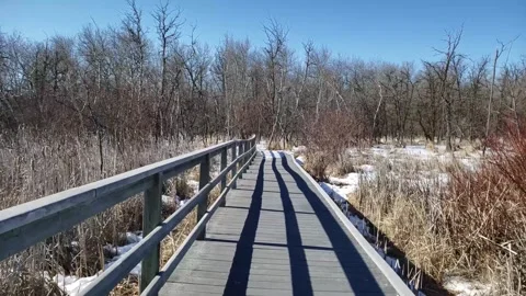 Spring Thaw in Assiniboine Forest: Melting Snow and Aspen Trees Stock Footage 328439217