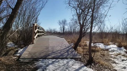 Spring Thaw in Assiniboine Forest: Melting Snow and Aspen Trees Stock Footage 328439238