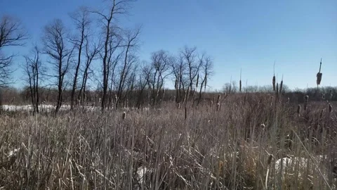 Spring Thaw in Assiniboine Forest: Melting Snow and Aspen Trees Stock Footage 328439251