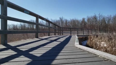 Spring Thaw in Assiniboine Forest: Melting Snow and Aspen Trees Stock Footage 328439255