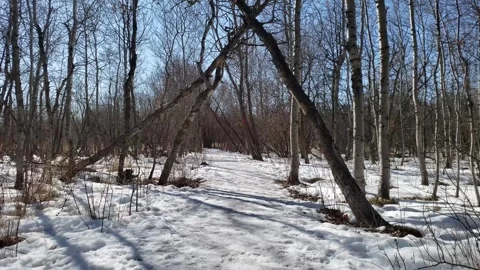 Spring Thaw in Assiniboine Forest: Melting Snow and Aspen Trees Stock Footage 328439256
