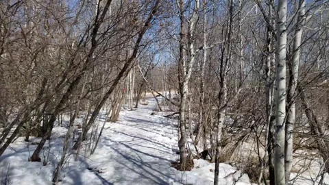 Spring Thaw in Assiniboine Forest: Melting Snow and Aspen Trees Stock Footage 328439257
