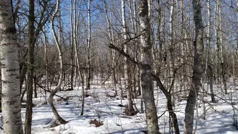 Spring Thaw in Assiniboine Forest: Melting Snow and Aspen Trees Stock Footage 328439260