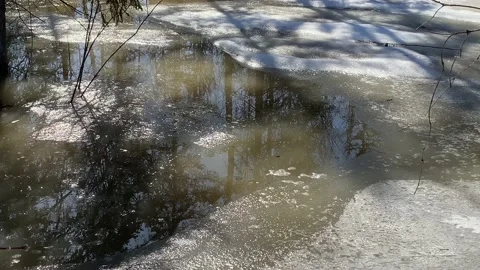 Spring thaw, flooded forest due to melting snow. Stock Footage 152158306