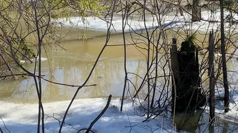 Spring thaw, flooded forest due to melting snow. Stock Footage 152158312