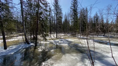 Spring thaw, flooded forest due to melting snow. Stock Footage 152158318