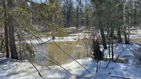 Spring thaw, flooded forest due to melting snow. Stock Footage 152158323