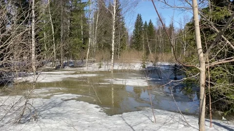 Spring thaw, flooded forest due to melting snow. Stock Footage 152158348