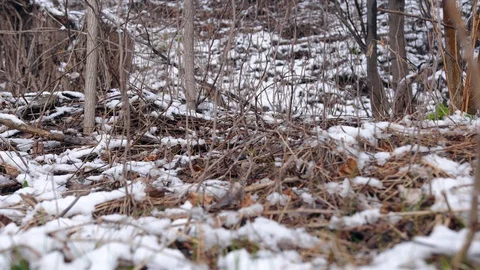 Spring thaw, green grass peeks out of snow, 4K60p Stock Footage 127651429