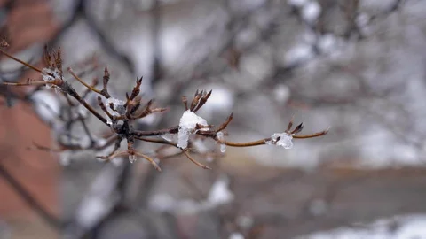 Spring thaw, melting snow drips from branches, 4K60p Stock Footage 127649954