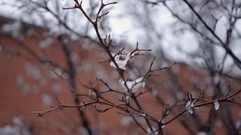 Spring thaw, melting snow drips off branches, 4K60p Stock Footage 127650148